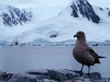 11-skua.jpg