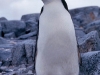36-chinstrap.jpg