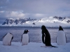 37-gentoo.jpg