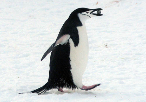 A Chinstrap penguin with places to go and things to do.