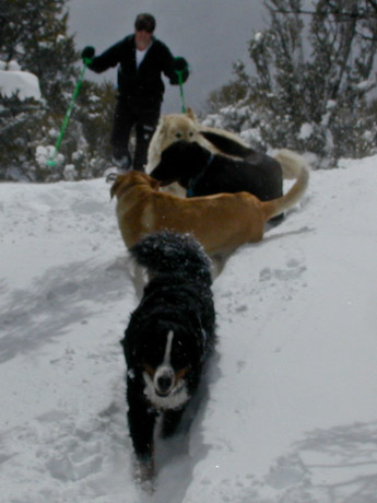 Skiing with Dogs